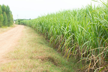 Sugarcane plants grow in field