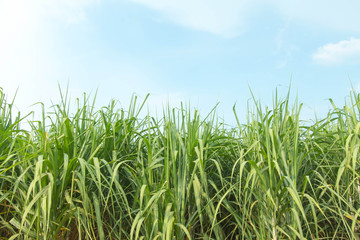 Sugarcane plants grow in field