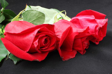 Three bud scarlet roses