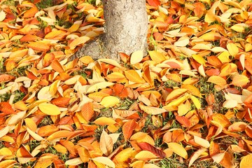 Golden cherry leaves in fall