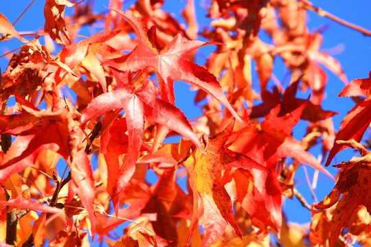 Red maple's leaves in autumn