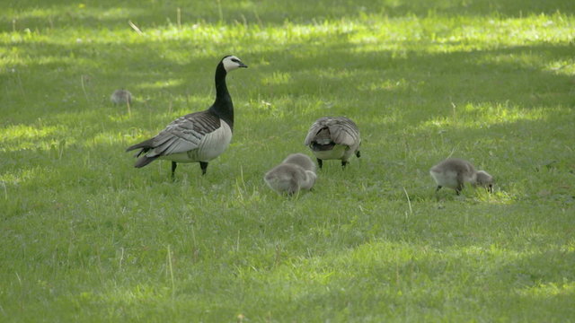 A goose with the gooslings on the ground. They are eating some foods from the grass