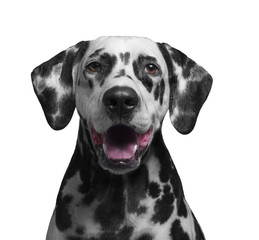 Portrait of a black and white spotted dalmatian