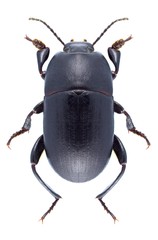 Beetle Pedinus femoralis