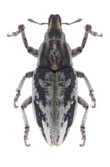Beetle Bothynoderes declivis