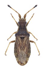Bug Spathocera dalmanii