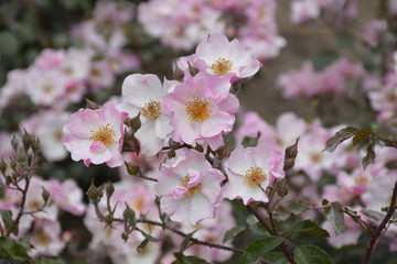 amazing flowers in Santiago, Chile