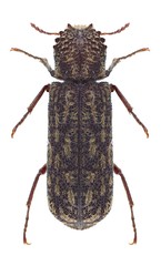 Beetle Lichenophanes varius