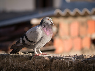 Pigeon sitting on the roof, Fortaleza, Brazil