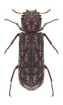 Beetle Lichenophanes varius