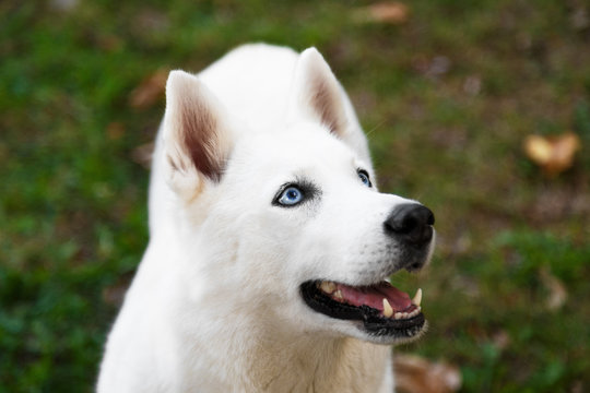 Purebred white siberian husky