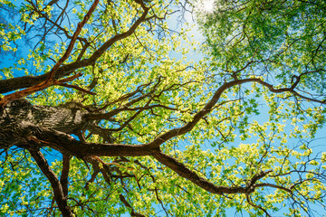 Fototapeta premium Sunny Canopy Of Tall Trees. Sunlight In Deciduous Forest, Summer
