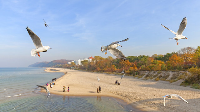 Flying birds above a beach.