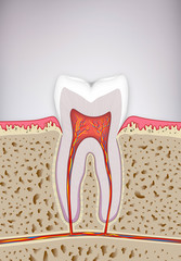 Tooth medical anatomy