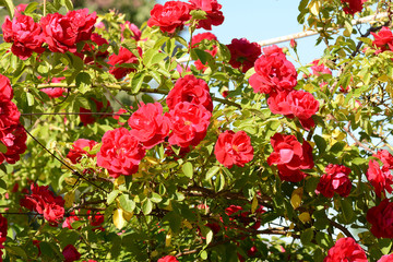 red rose in the garden