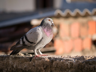 Pigeon sitting on the roof, Fortaleza, Brazil