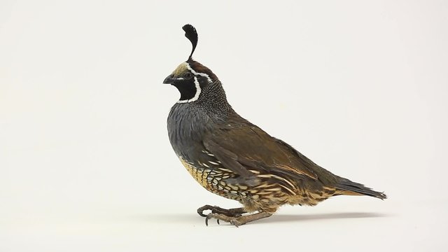 male quail on a white background in studio