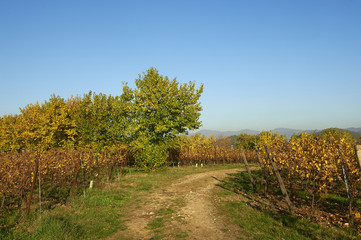 Fototapeta na wymiar vigne in autunno