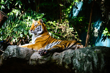 Fototapeta na wymiar Siberian tiger-Amur tiger