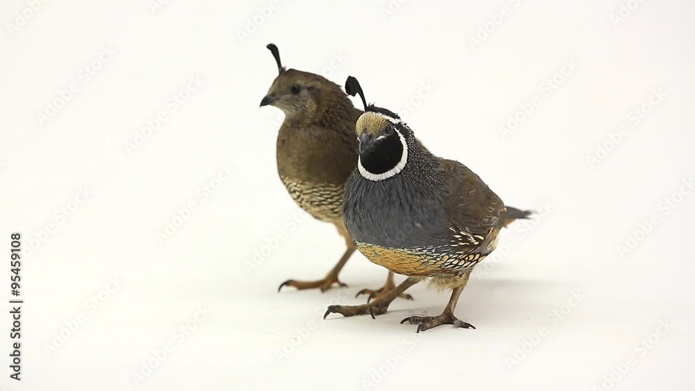 Poster quails on a white background in studio