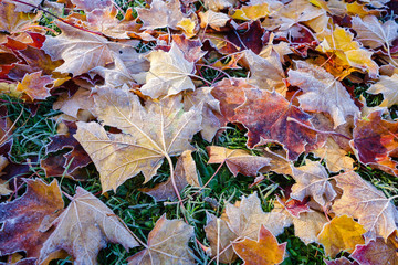 Vereiste Blätter auf Wiese