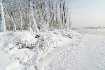 Grass and trees covered with frost and snow