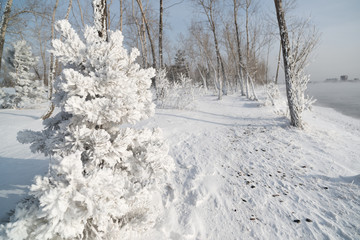 Grass and trees covered with frost and snow