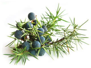 Naklejka premium Jałowiec zwyczajny (Juniperus communis)