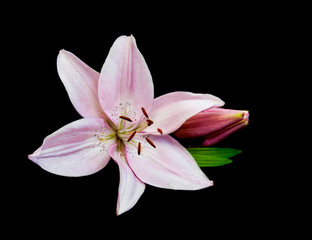 Obraz premium Pink lily