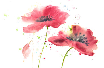 Beautiful red poppy flowers, watercolor painting