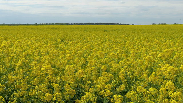 Lots of waving rapeseed plant on the field. Rapeseed also known as rape oilseed rape rapa rappi rapaseed is a bright-yellow flowering