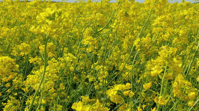 Waving rapeseed or brassica napus plant on the field. Rapeseed also known as rape oilseed rape rapa rappi rapaseed is a bright-yellow flowering