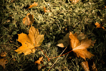 Yellow autumn leaves lying on the grass.
