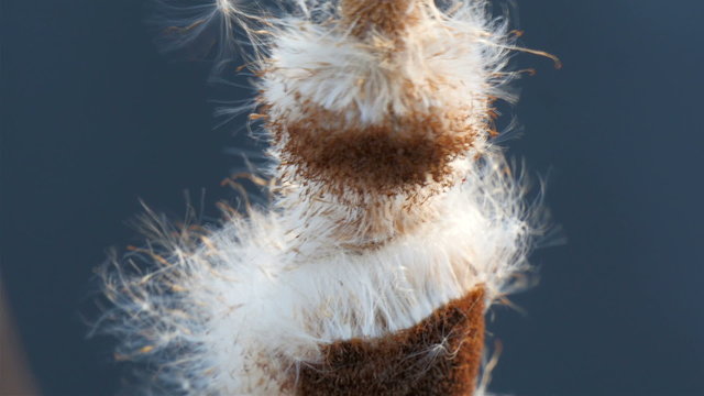 A typha that is color white and feathery. Typha leaves are alternate and mostly basal on a simple jointless stem that bears the flowering spikes. 
