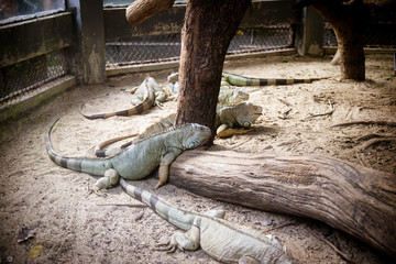 Rhinoceros Iguana in the zoo.