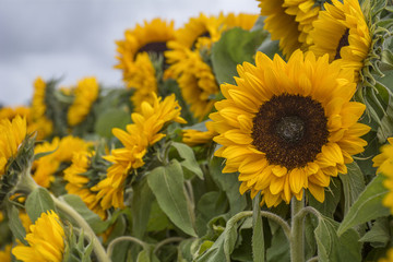 Obraz premium A lot of sunflowers in the summer