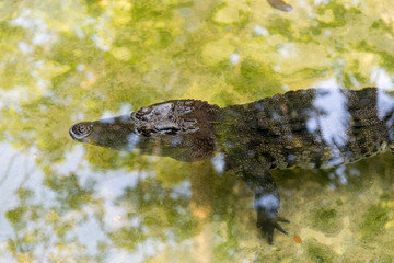 Alligator floating in a pond.