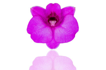Purple Orchid Flower isolated on white background with clipping