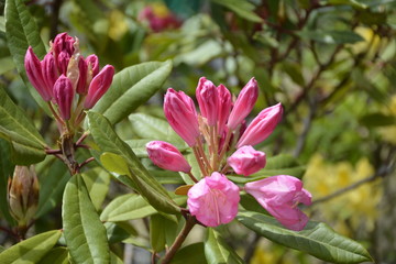 Amazing flowers in Santiago, Chile