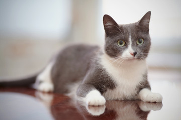 Domestic cat of a smoky-white color