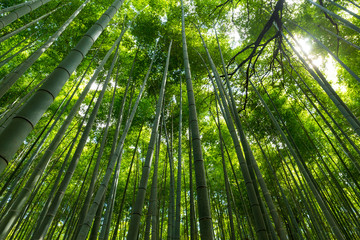 Fototapeta na wymiar Bamboo forest