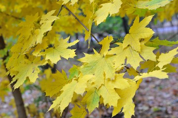 Naklejka na ściany i meble autumn maple/maple with autumn yellow-green leaves; outdoor