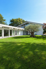 Fototapeta premium garden of a modern house with olive tree