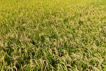 Rice field