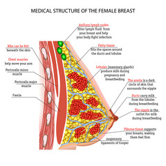 anatomy of the female breast Implants