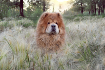 Obraz na płótnie Canvas Beautiful kind dog in a soft fluffy grass