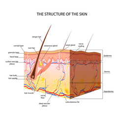 The anatomical structure of the skin