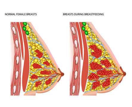 Breasts during breastfeeding