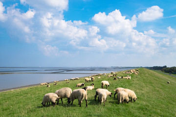 Obraz premium Dyke sheep