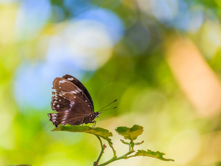 Obraz na płótnie Canvas Butterfly sitting on the green leaf